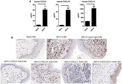 Herpes Simplex Virus Type 2 Infection-Induced Expression of CXCR3 Ligands Promotes CD4+ T Cell Migration and Is Regulated by the Viral Immediate-Early Protein ICP4